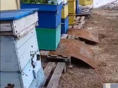 Первый облёт пчел